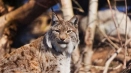Lynx animal: интересни факти за животното, описание на това, което яде, местообитание, снимка, начин на живот в дивата природа...